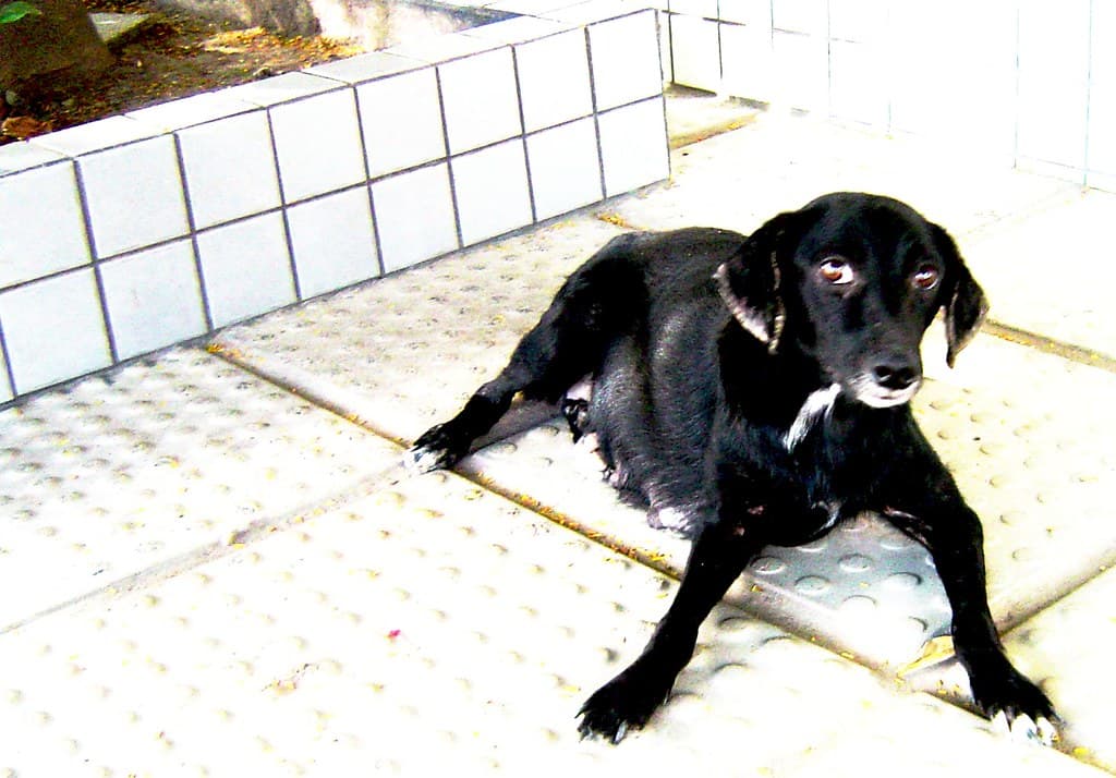 Cadela de rua (street dog)