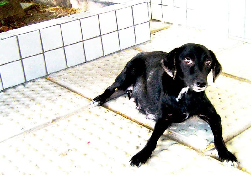 Cadela de rua (street dog)