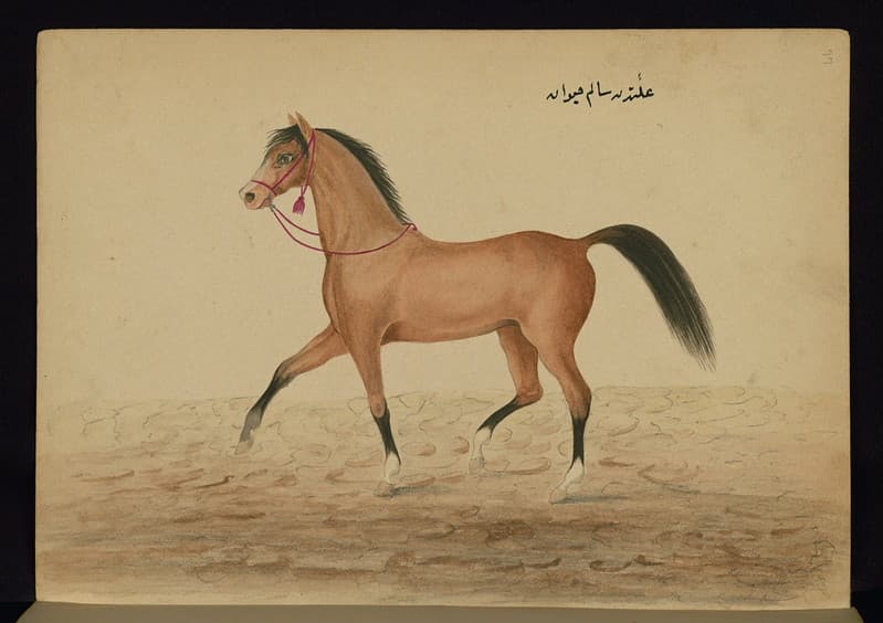 Book, codex, illustration