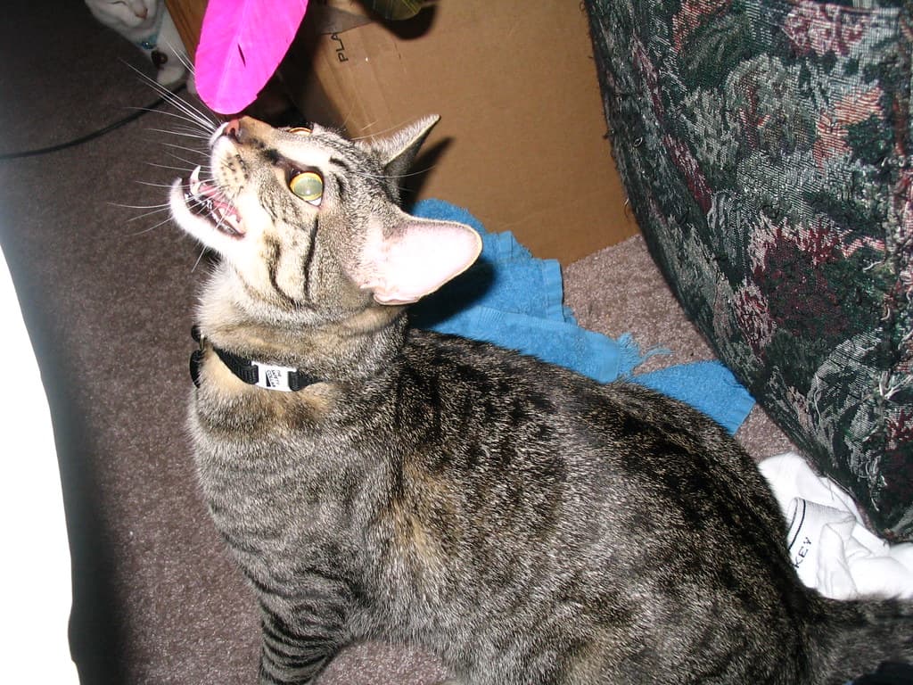 Radar panting and watching lure toy