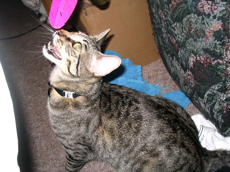 Radar panting and watching lure toy