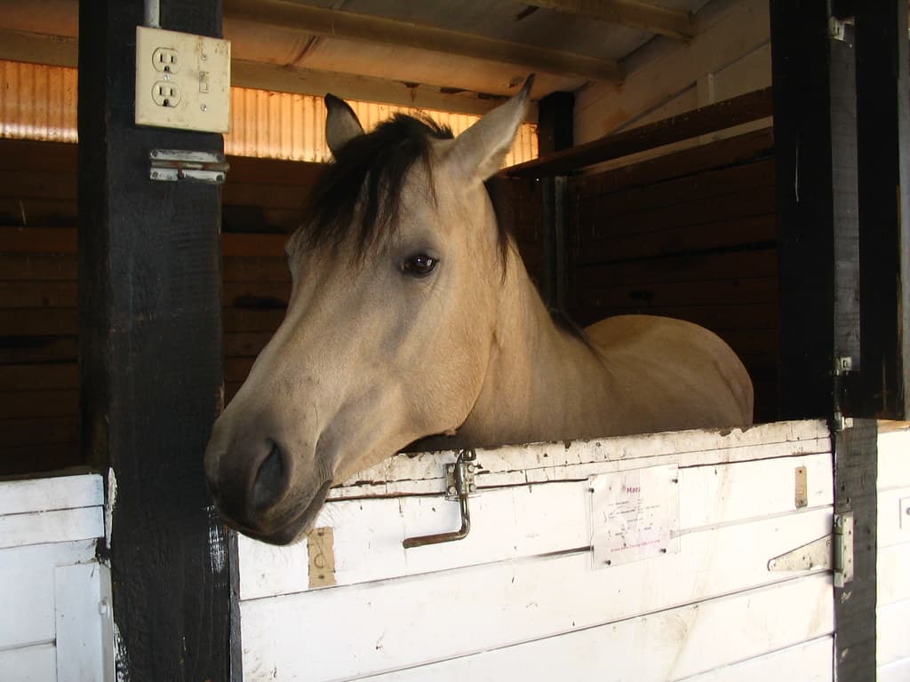 Buckskin mare looking out of her stall window
