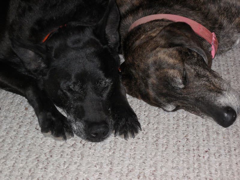 What do Dogs Dream About?