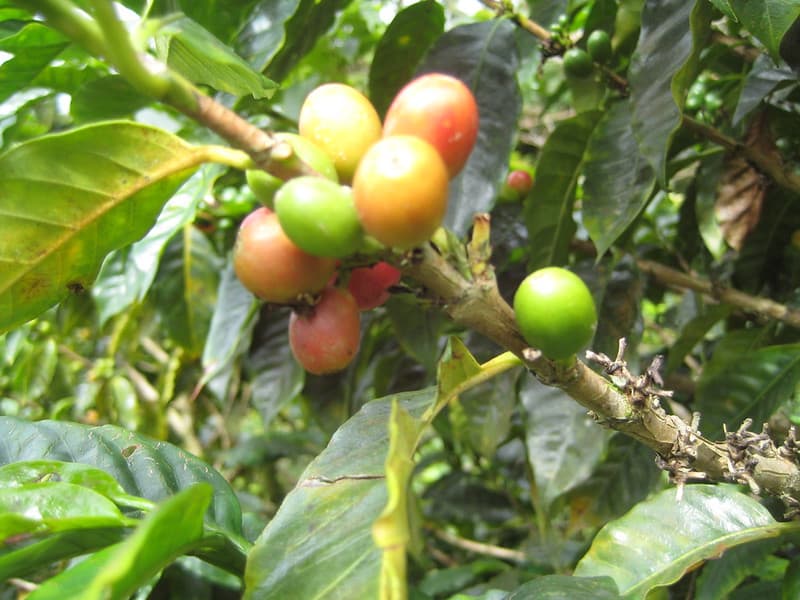 Coffee beans