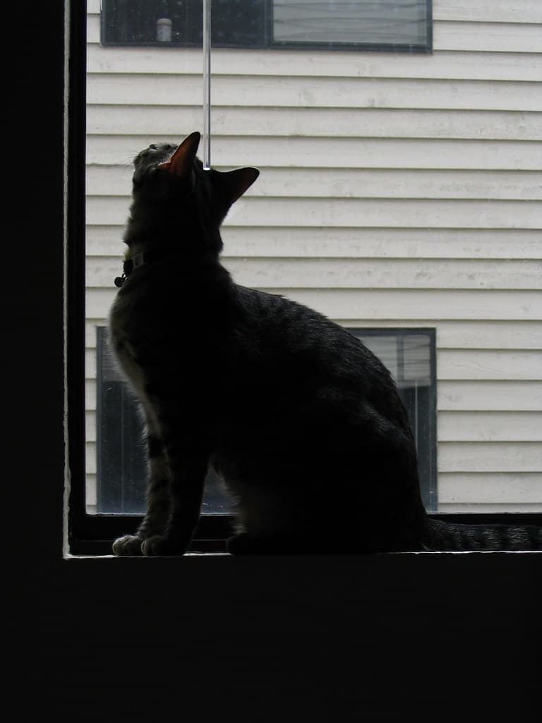Radar watching bug on windowsill 5