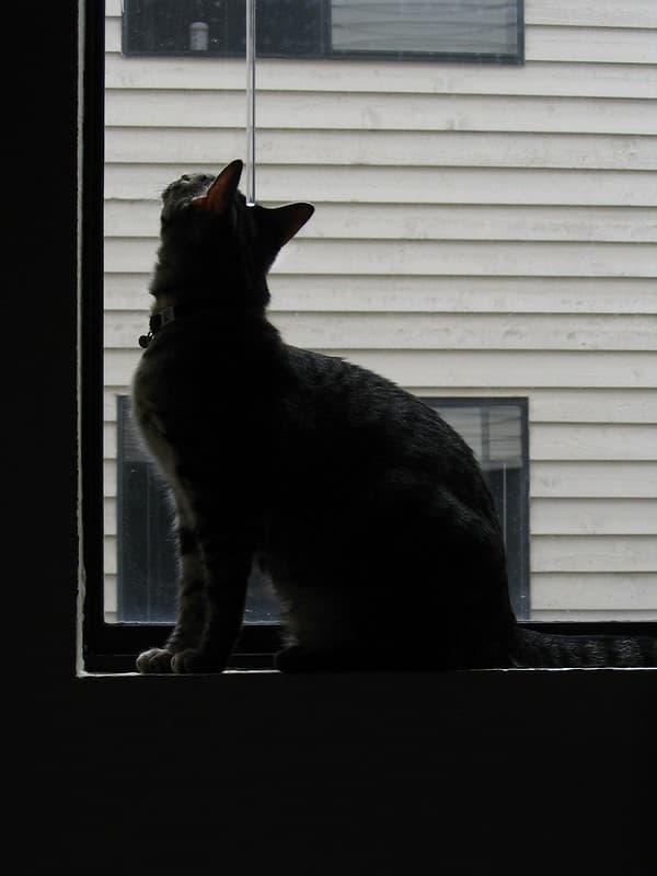 Radar watching bug on windowsill 5