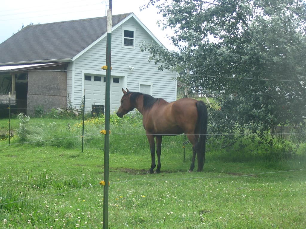 Bay horse in field 2