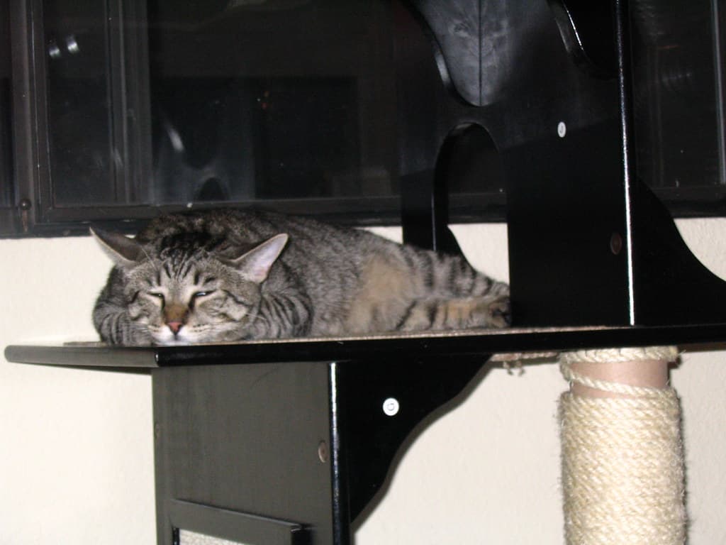 Radar lying on top of cat tower 2