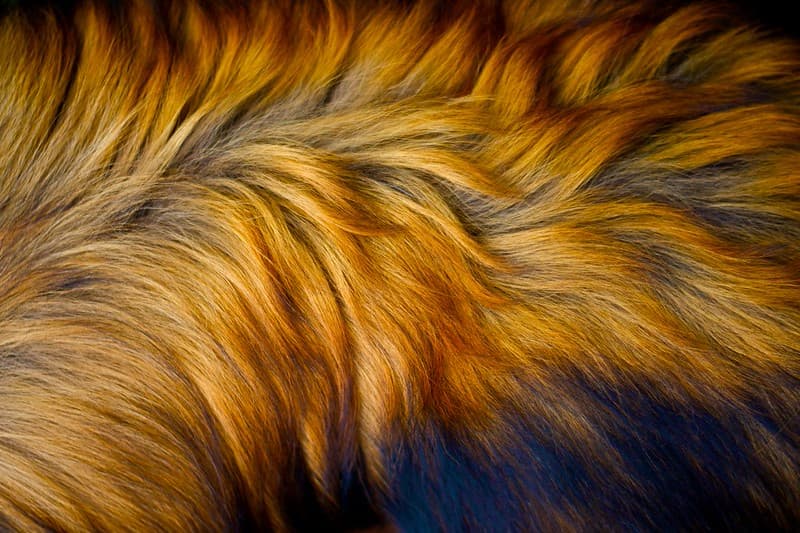Dog Fur