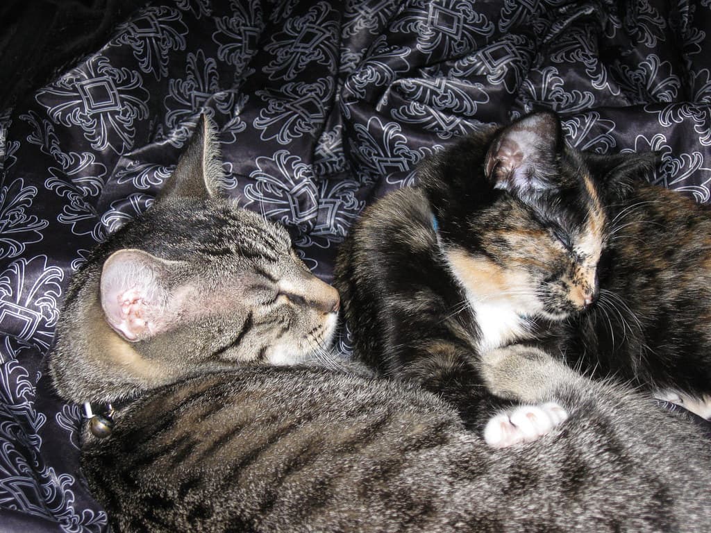 Radar and Harlequin lying together 3