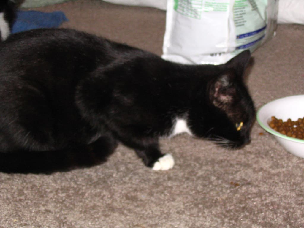Black cat crouching on carpet