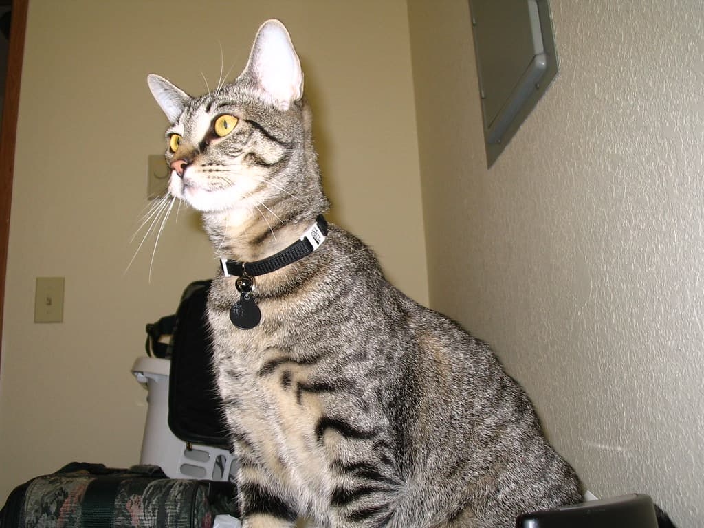 Radar trying to reach lure toy 4