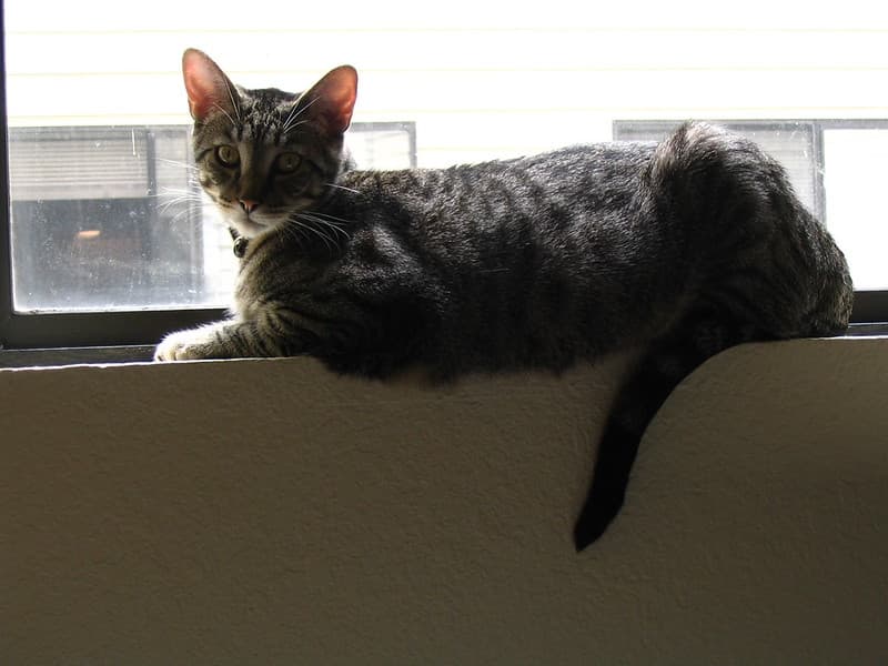 Radar lying on windowsill 4