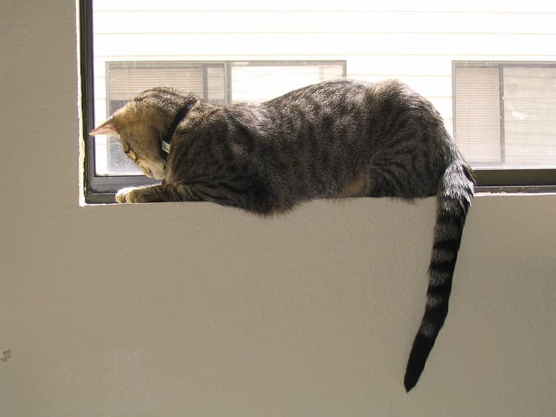 Radar lying on windowsill 7