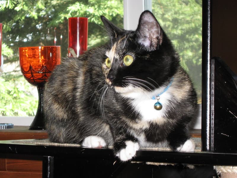 Harlequin on cat tree