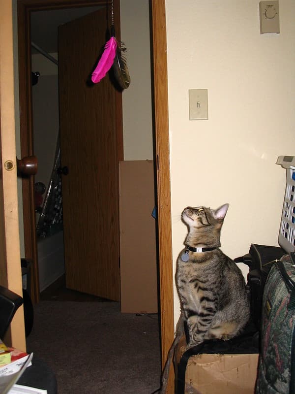 Radar trying to reach lure toy 5