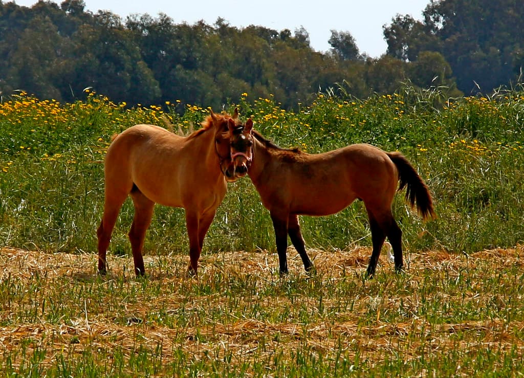 2 Horses
