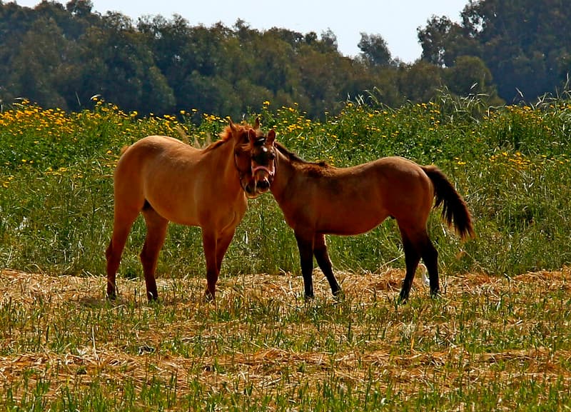 2 Horses
