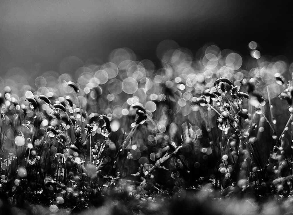 Moss Spore Capsules