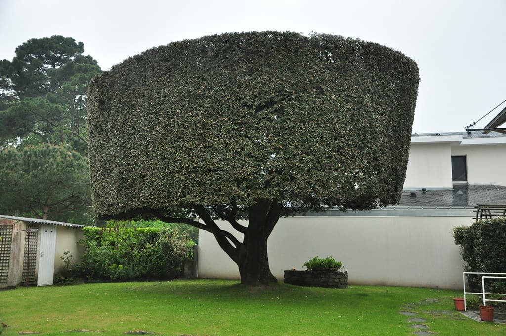 Tree