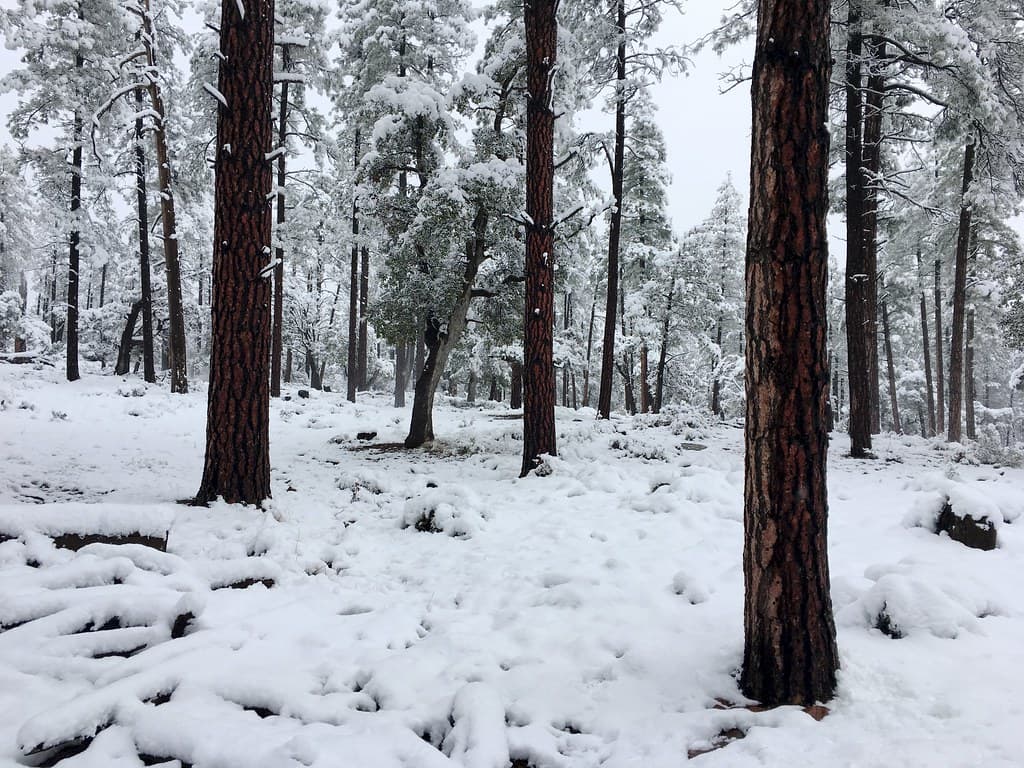 All's Quiet in the Forest