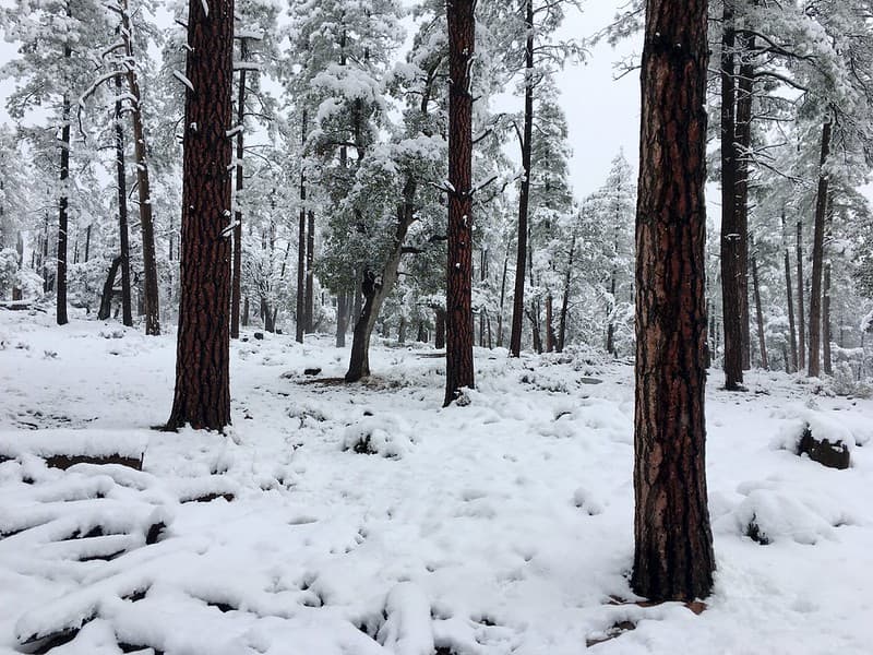 All's Quiet in the Forest