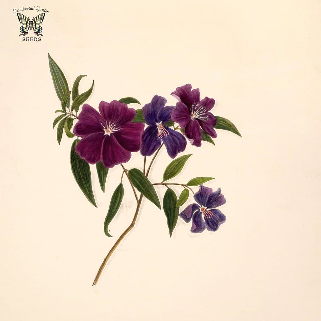 Thcentury, botany, brazilianflowers