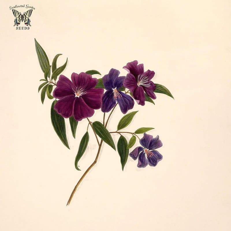 Thcentury, botany, brazilianflowers