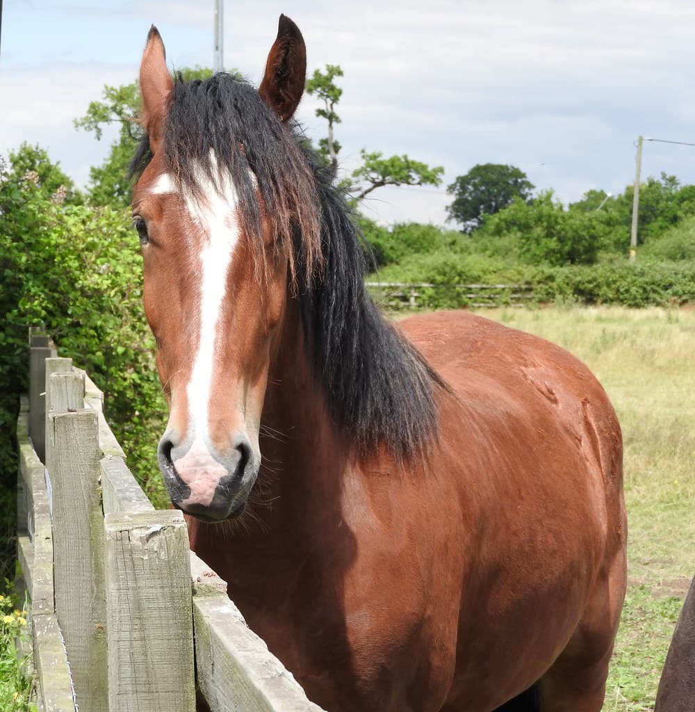Horses