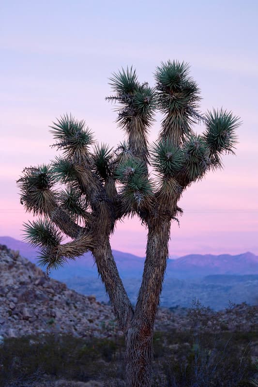 Joshua tree at sunset