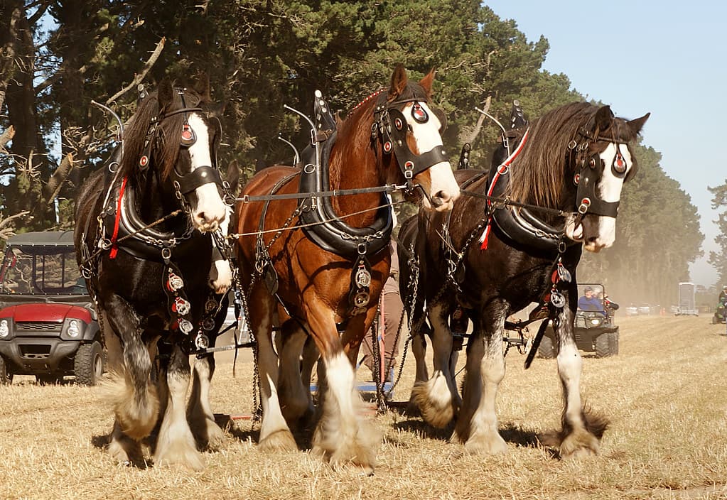 Three horse power.
