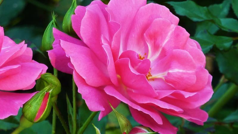 Flowers..blumen
