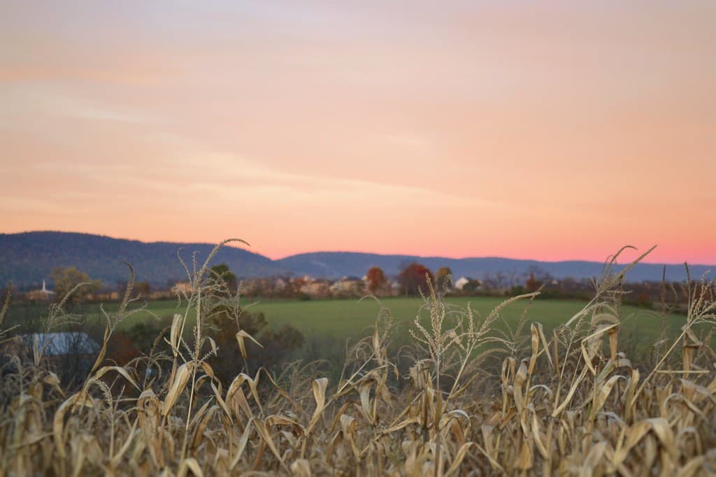 Landscape of Grain with Town and Sky in Background