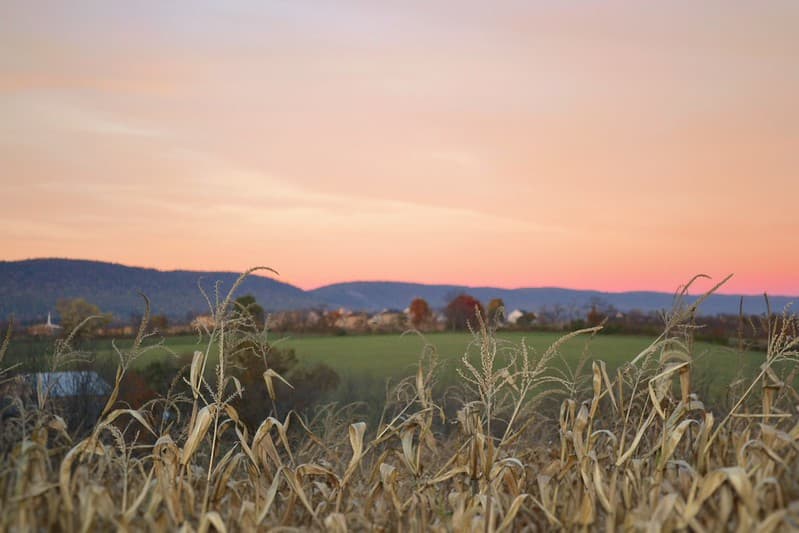 Landscape of Grain with Town and Sky in Background