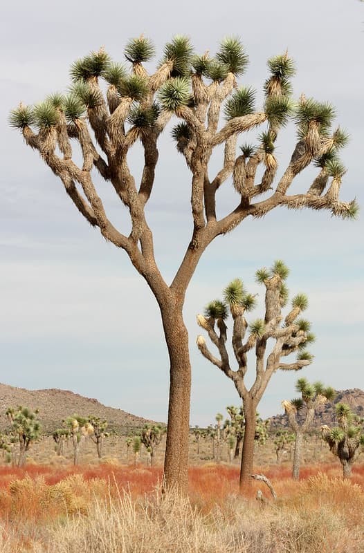 Joshua trees along Park Boulevard