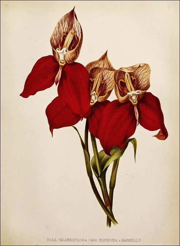 Pride of Table Mountain, Red Disa orchid. Native to South Africa.