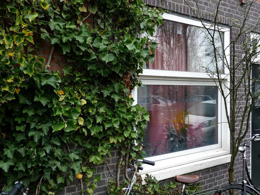 Amsterdam, baarsjes, canal