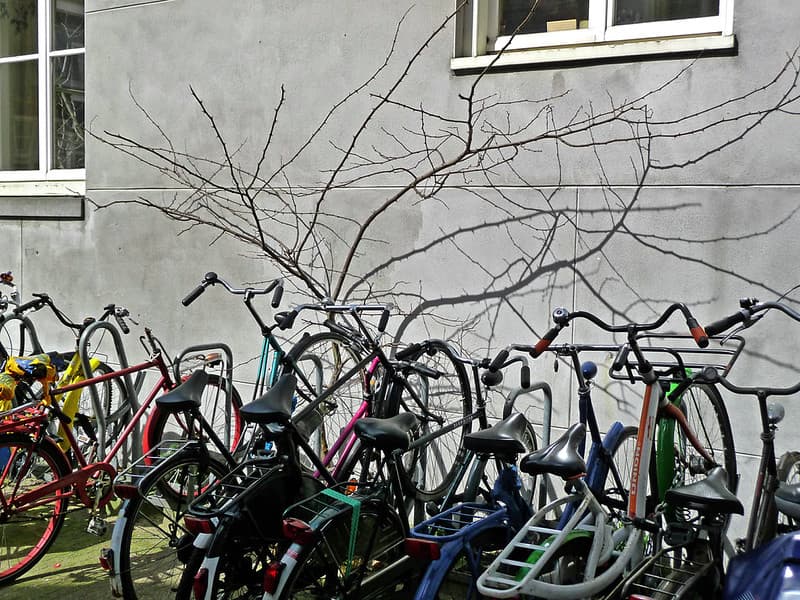 Bicycles, branches, city