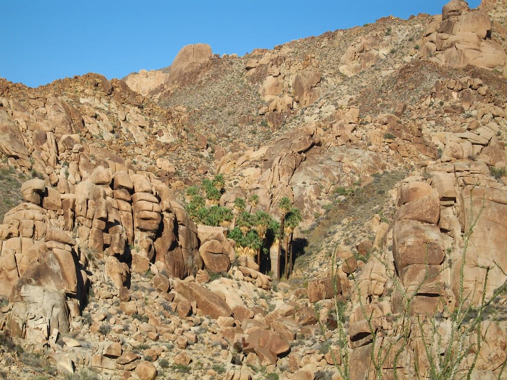 Lost Palms Canyon and Oasis
