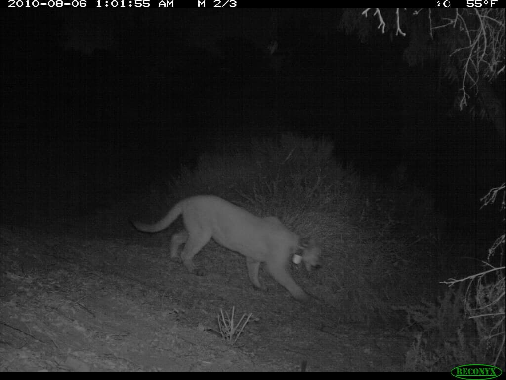 Mountain Lion Roaming at Night