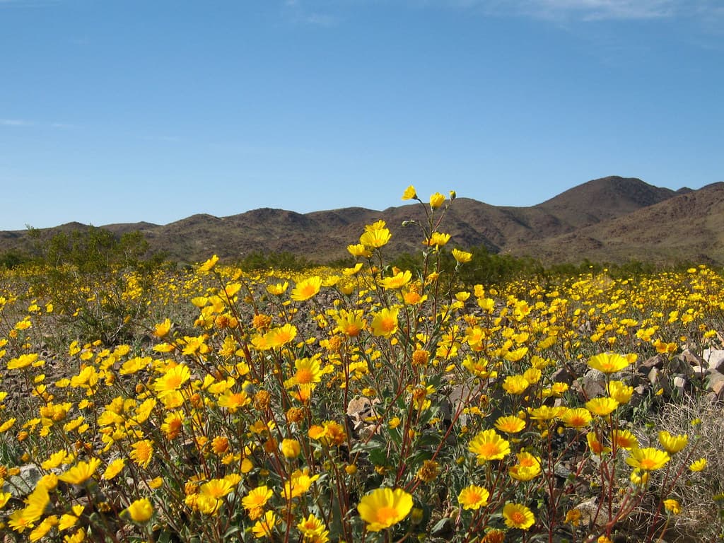 Hairy desert sunflower (Geraea canescens); Pinto Basin