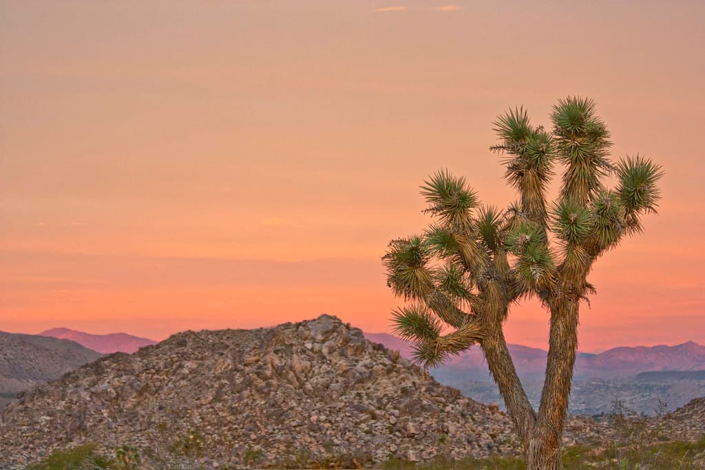 Joshua tree at sunset