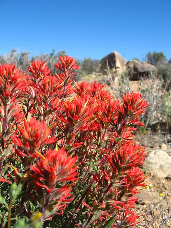 Bloom, desertqueen, flower