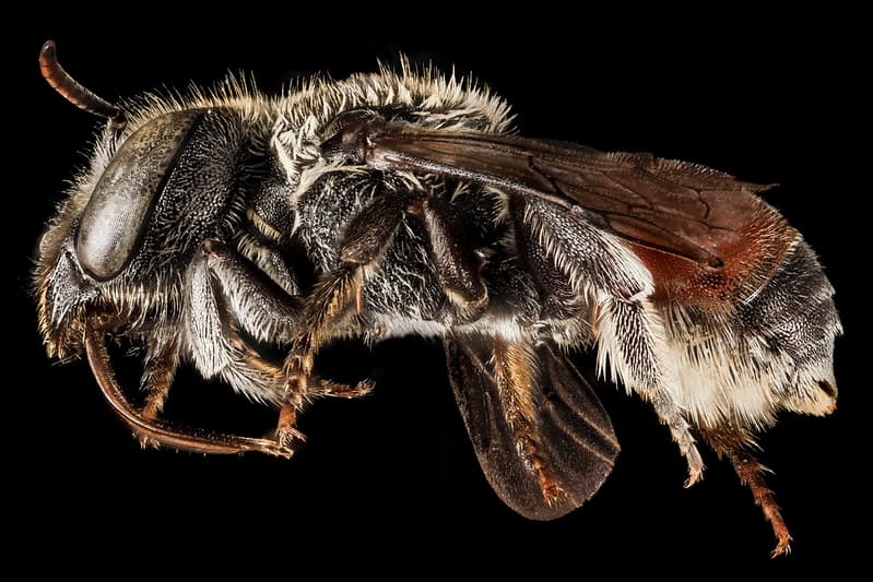 Aegean, bee, bees