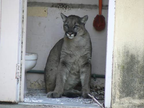Mountain Lion in the Bathroom