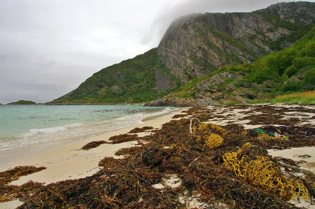 Marine litter. Lost fishing nets - there is one on every beach.