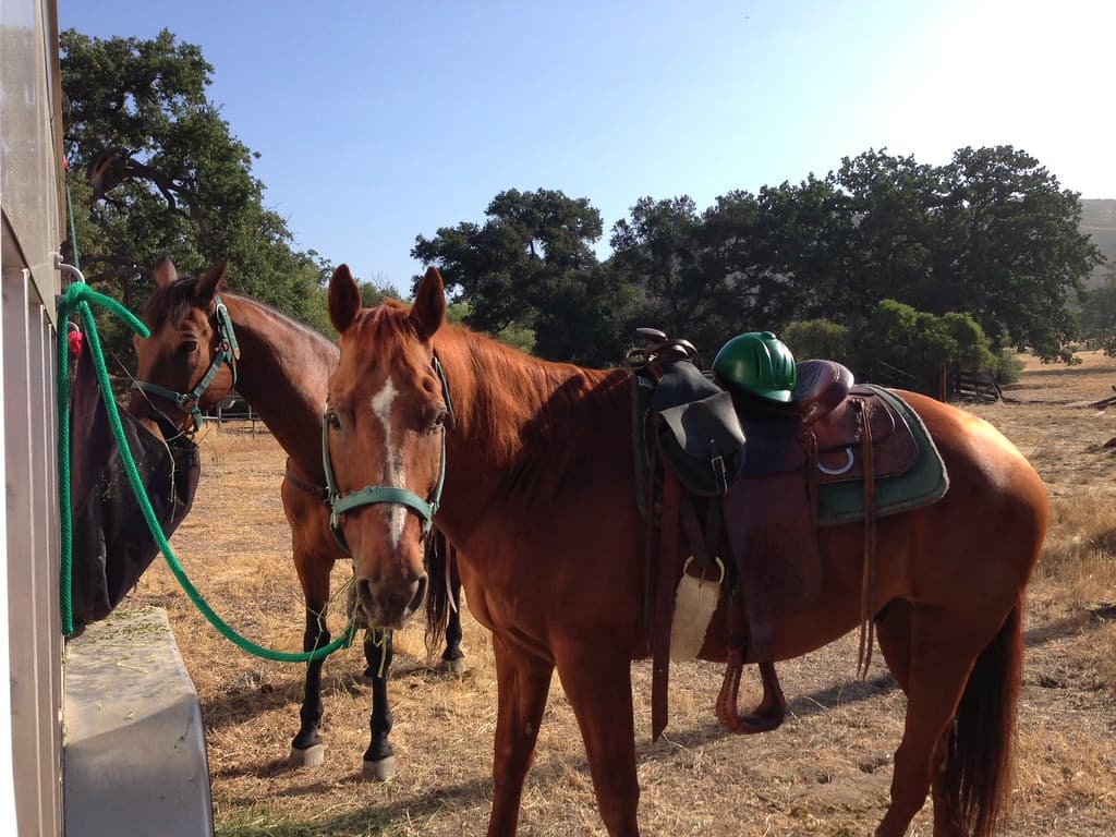 Horses