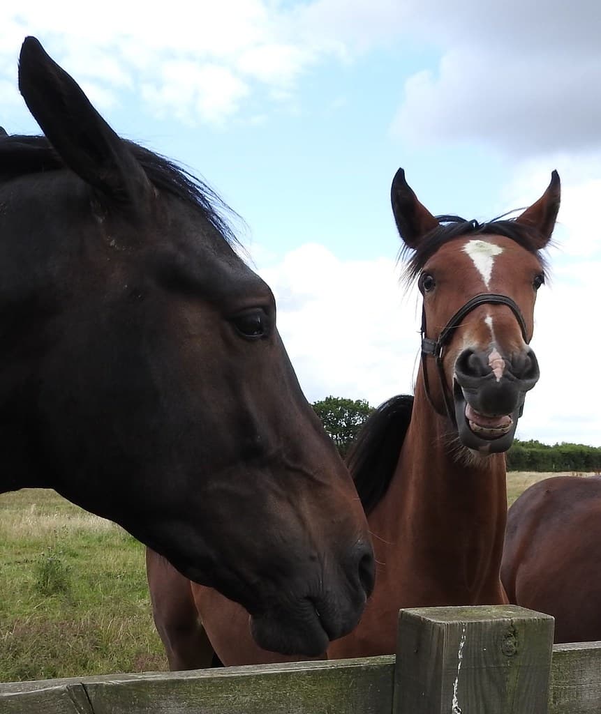 Horses