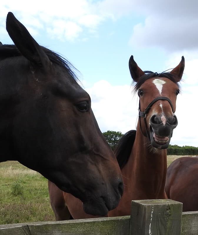 Horses