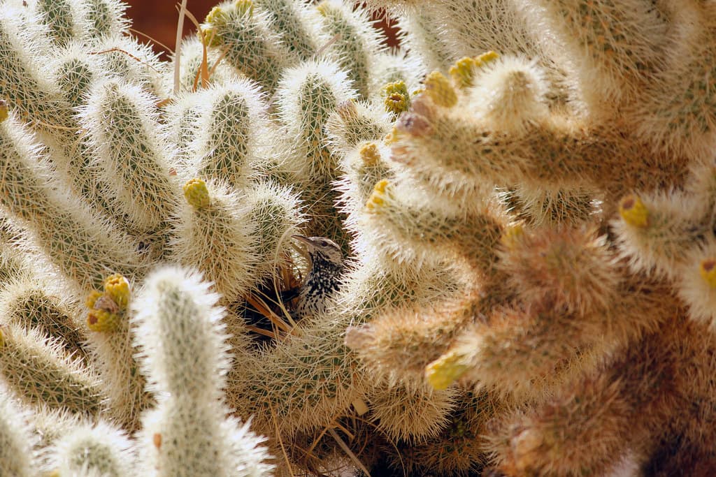 Cactus wren (Campylorhynchus brunneicapillus) building a nest